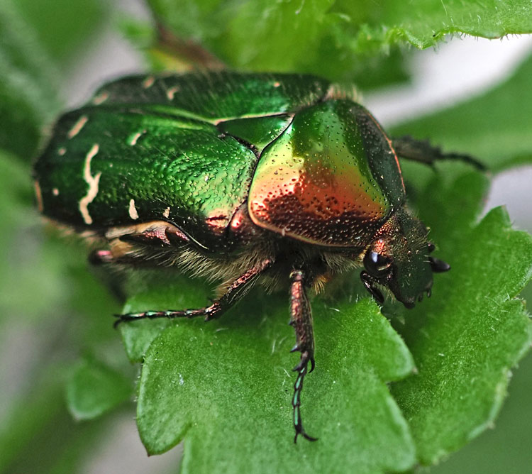 Gemeiner Rosenkäfer, Cetonia aurata